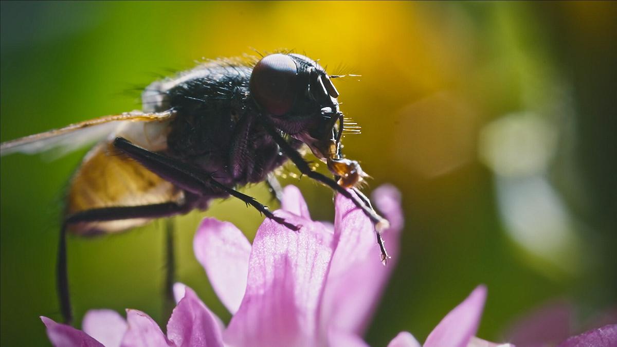 © ORF/Flair Production Eine Gemeine Stubenfliege sitzt auf einer hellvioletten Blüte.