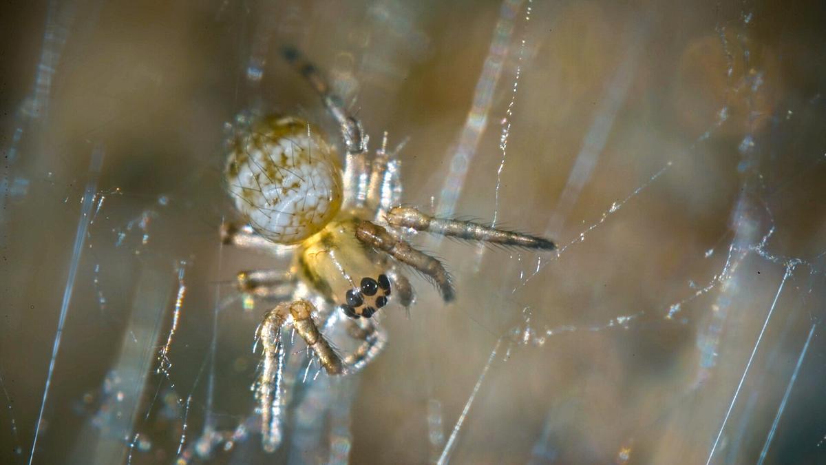 © ORF/Flair Production Eine helle Spinne mit durchscheinendem Kopf, auf dem acht Augen in zwei Reihen angeordnet sind.
