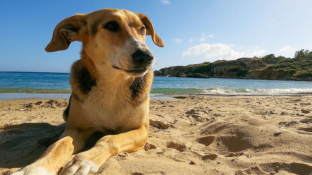 © ORF/Marco Polo Film AG/Claudia Schmitt/Hendrik Schmitt Ein Hund liegt im Sand, seine Vorderpfoten und sein Gesicht sind der Kamera zugewendet. Im Hintergrund befindet sich das Meer.