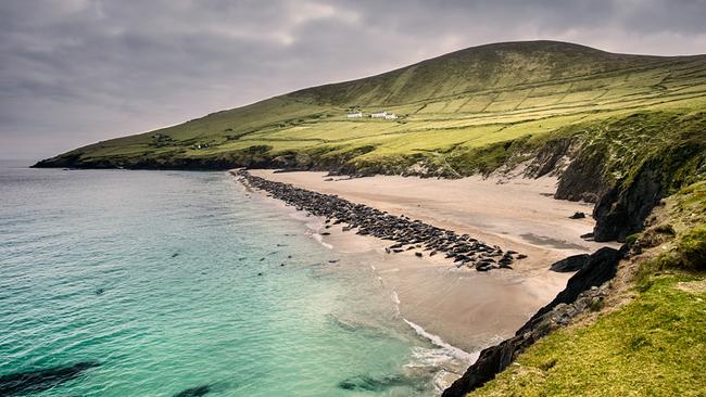 Eine Bucht mit türkisem Meer und braun-grauem Sand, unzählige Kegelrobben liegen in der Brandungszone. Grüne Hügel erheben sich hinter dem Strand.