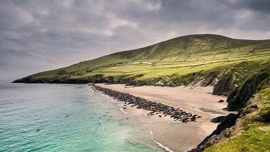 Eine Bucht mit türkisem Meer und braun-grauem Sand, unzählige Kegelrobben liegen in der Brandungszone. Grüne Hügel erheben sich hinter dem Strand.