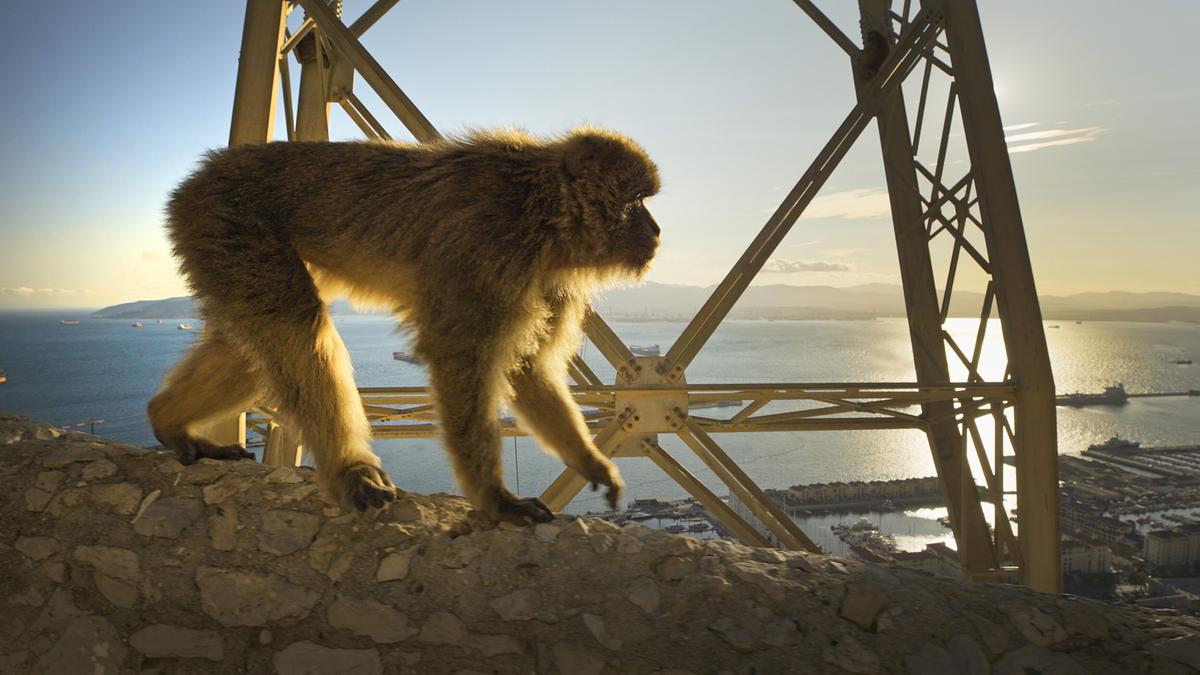 © ORF/Light & Shadow GmbH Ein Berberaffe läuft eine Steinmauer entlang, unter ihm liegt der Hafen und das Meer, neben ihm ragt ein Metallgerüst in den Himmel.