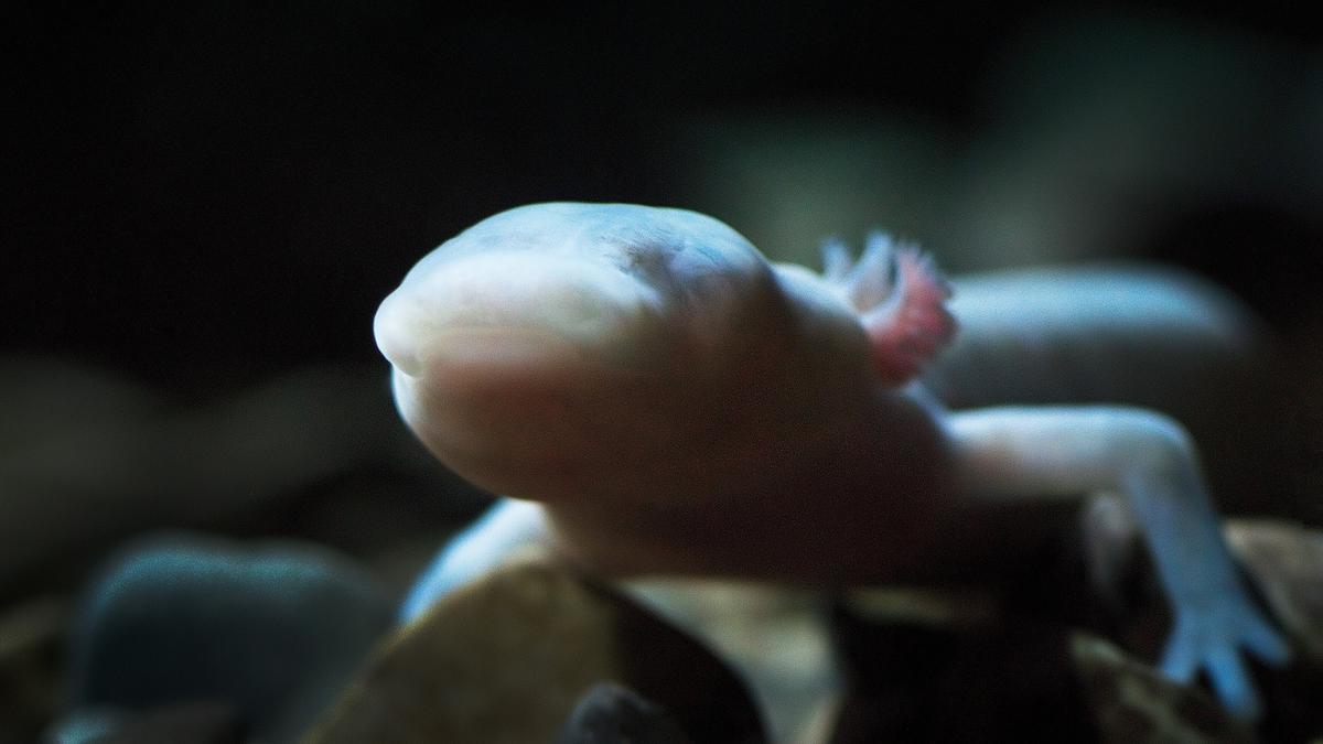 © ORF/Light & Shadow GmbH Ein Lurch ohne Augen, die Haut ist zart rosa. Hinter dem Kopf befinden sich die äußeren, leuchtend roten Kiemenbüschel, die wie kleine, buschige Fäden abstehen. Das Vorderbein hat drei Finger.