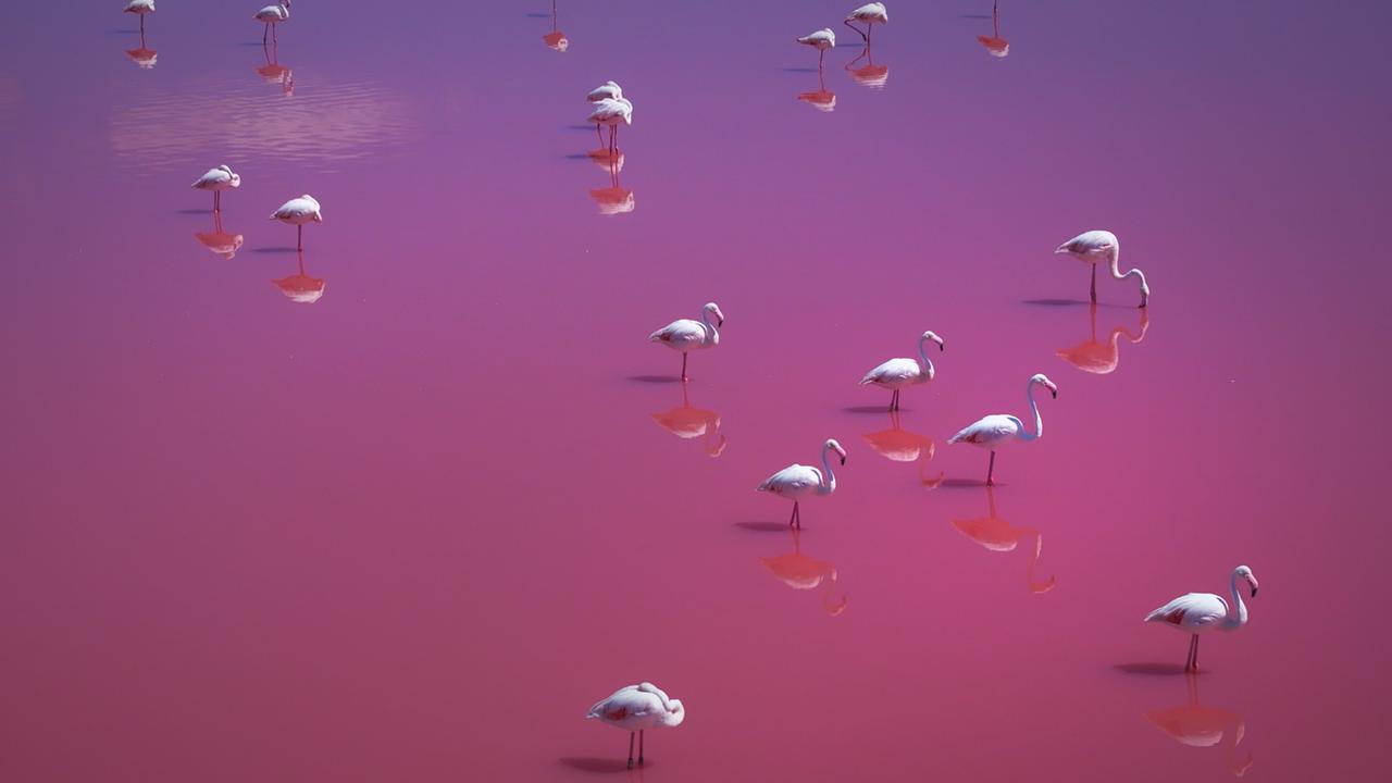 © ORF/Light & Shadow GmbH 17 Flamingos stehen in leuchtend pinkem Wasser.