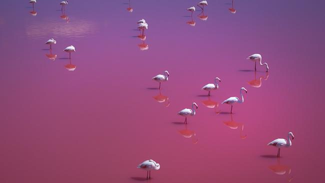 17 Flamingos stehen in leuchtend pinkem Wasser.