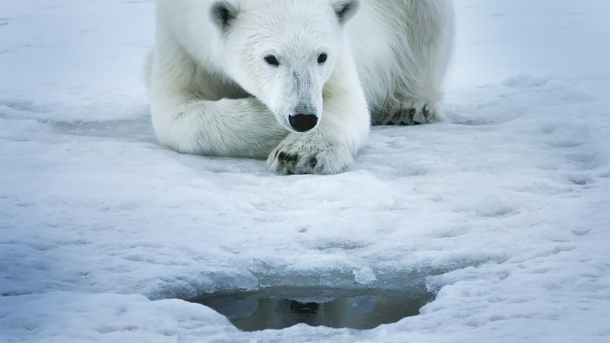 © ORF/Light & Shadow GmbH Ein Eisbär liegt vor einem Loch im Eis und wartet auf Beute.