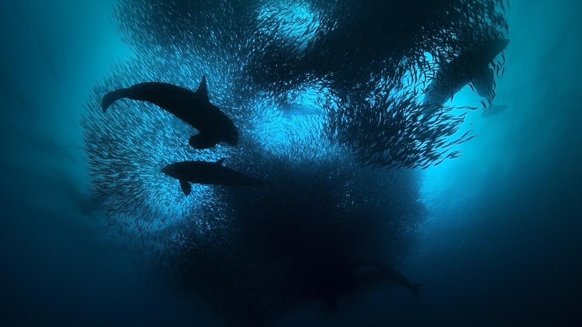 © ORF/Light & Shadow GmbH Die Silhouetten von Orcas im tiefblauen Wasser, sie treiben einen riesigen Fischschwarm zusammen.