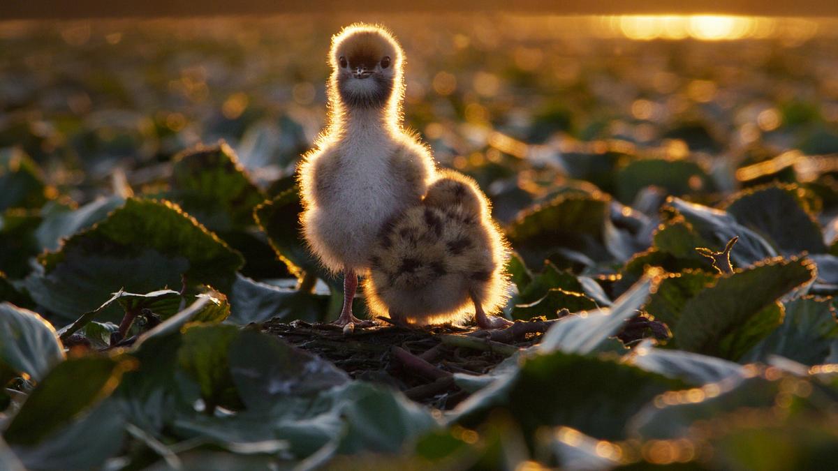 Zwei flauschige Küken auf grünen Blättern, das Licht der tiefstehenden Sonne lässt den Flaum am Umriss ihrer Körper golden leuchten.