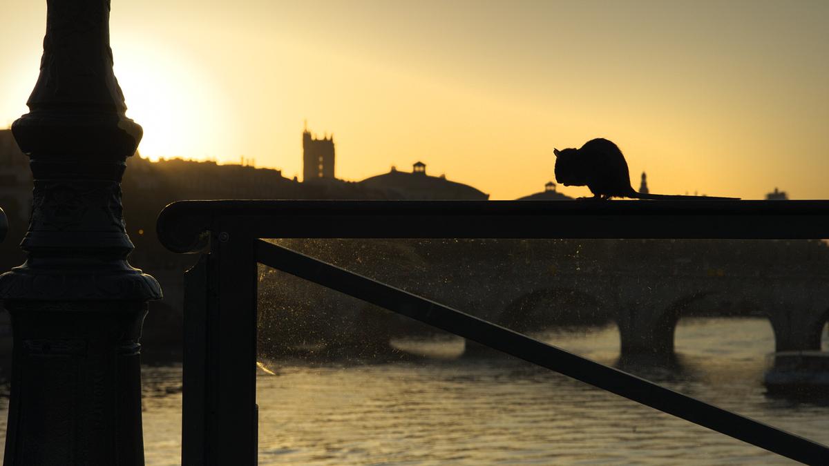 Eine Ratte sitzt auf einem Geländer, unter ihr fließt ein Fluss. Nur ihre Silhouette ist erkennbar, da sie sich im Gegenlicht der tief stehenden Sonne befindet.