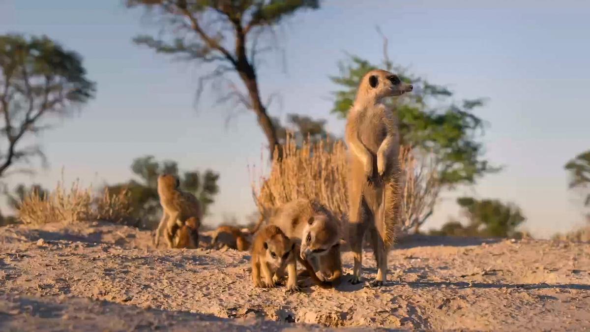 Ein erwachsenes Erdmännchen hat sich auf die Hinterbeine aufgerichtet und hält Wache. Ein zweites hat sich zu einem Jungen hinuntergebeugt, das im Sand gräbt.