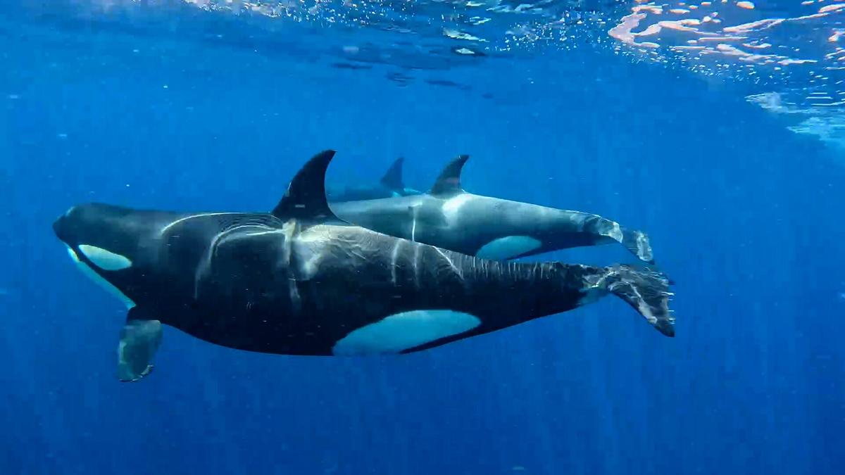 Ein Orca-Weibchen im blauen Meer, sie schwimmt knapp unter der Wasseroberfläche, zwei weitere Schwertwale werden von ihrem Körper fast verdeckt.