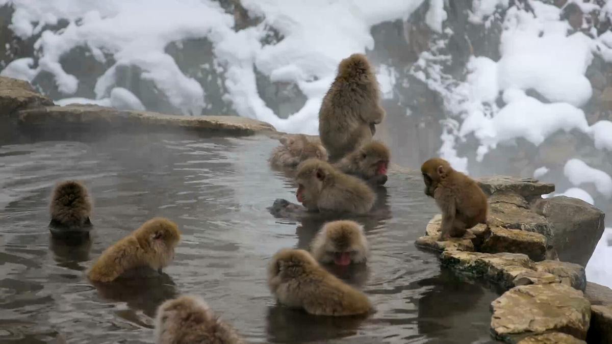 Eine Gruppe Makaken badet in einem Wasserbecken, Felsen fassen den Rand ein. Schnee liegt auf den Pflanzen im Hintergrund.
