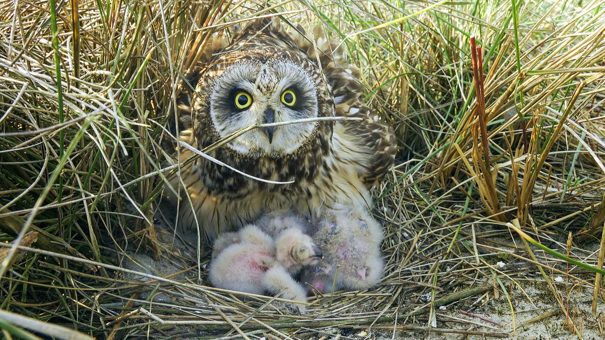 © ORF/Doclights/NDR Naturfilm/Flying Pangolin Film Im hohen Gras hat sich eine Sumpfohreule ein flaches Nest geschaffen. Einige flauschige, unbeholfene Junge schmiegen sich an ihre Mutter.