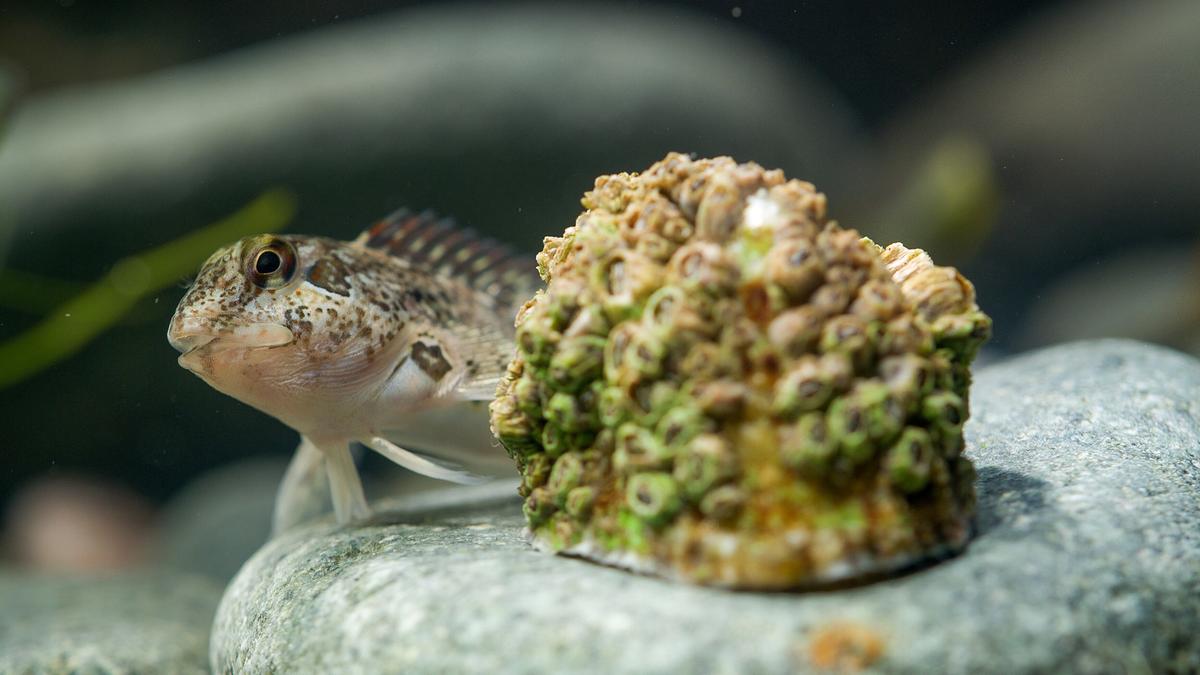© ORF/Doclights/NDR Naturfilm/Flying Pangolin Film Ein Fisch mit stacheliger Rückenflosse stützt sich mit den Flossen auf einem Stein ab. Darauf liegt eine grünlich bewachsene Muschel.
