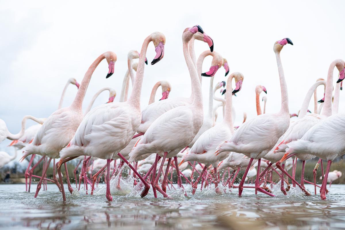 © ORF/Doclights/NDR Naturfilm/Flying Pangolin Film/Thies Hinrichsen Rosa Flamingos laufen durchs flache Wasser, das aufspritzt. Manche haben die Köpfe gesenkt, andere erhoben.
