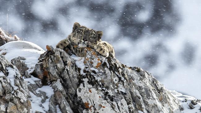 Ein Schneeleopard auf einem schneebedeckten Felsen, nur der Kopf und die linke Tatze schauen über die Kante.