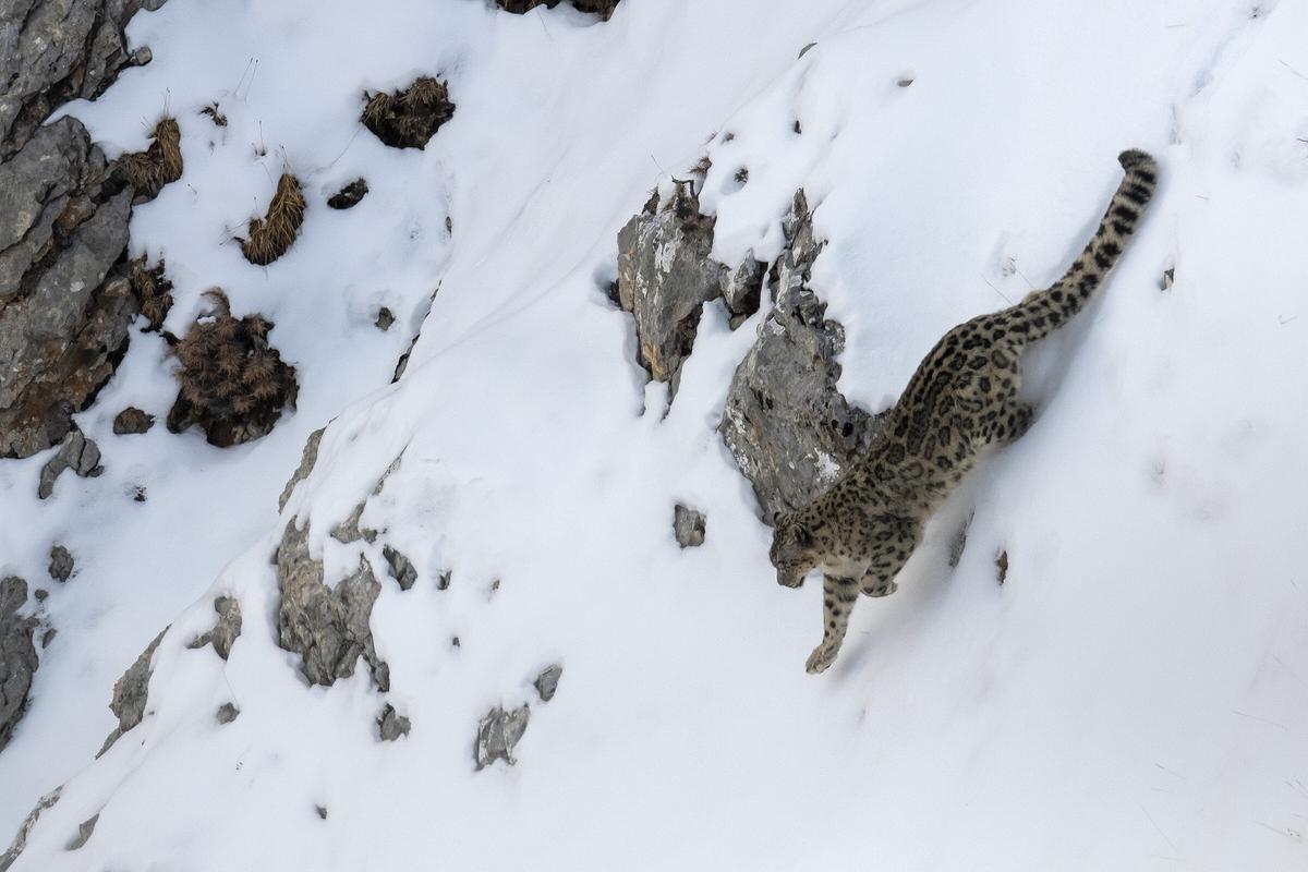 Ein Schneeleopard läuft eine steile, verschneite Felswand hinunter.