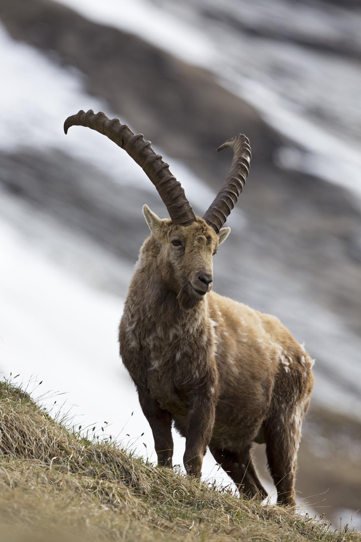 Ein Steinbock mit mächtigen, halbmondförmig geschwungenen Hörnern steht auf einem abschüssigen Hang auf einem Flecken Gras.