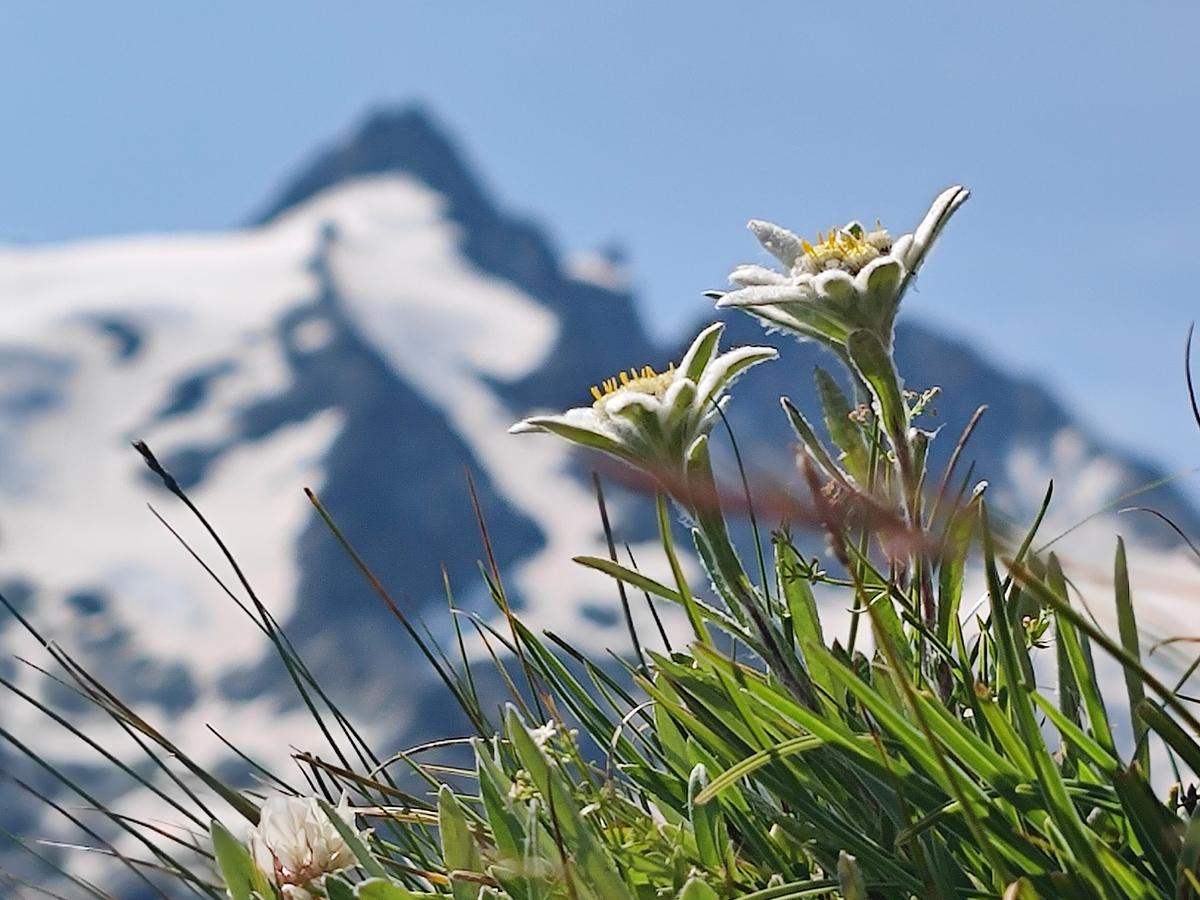 Zwei Edelweiß-Blüten zwischen Grashalmen, im Hintergrund befindet sich der Großglockner.