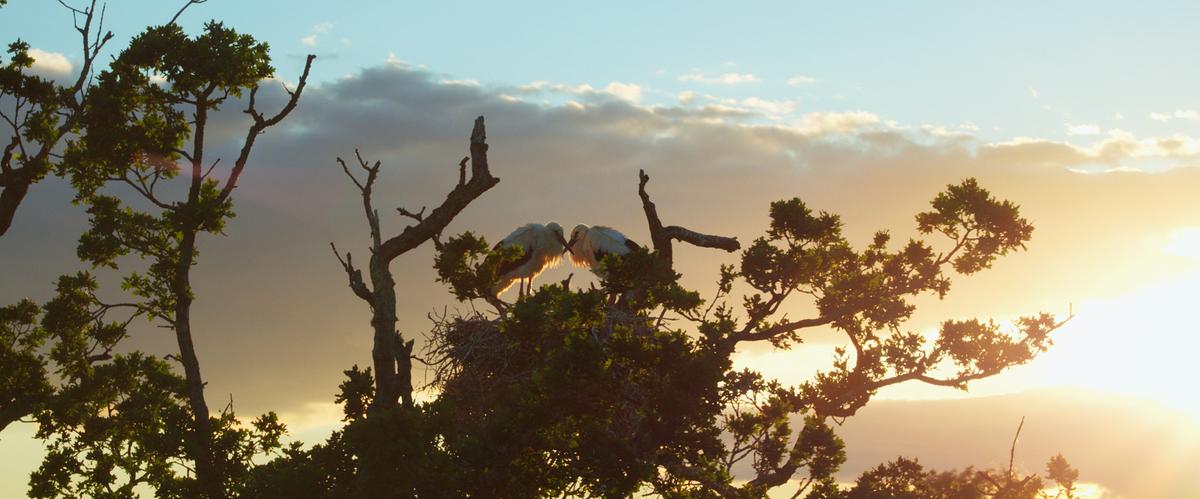 © ORF/Passion Pictures/HHMI Tangled Bank Studios In der Abendsonne sitzen zwei Störche Kopf an Kopf in ihrem Nest in der Baumkrone, ihre Schnäbel berühren sich.