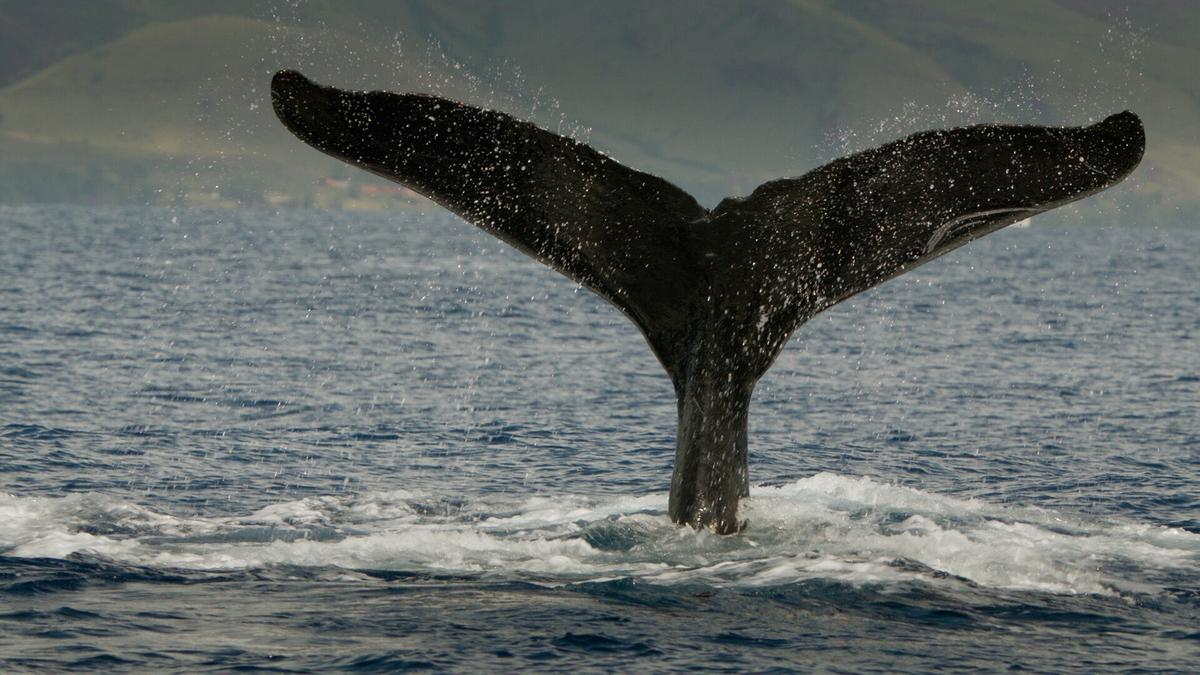 Die Schwanzflosse eines Buckelwals ragt aus dem Wasser.