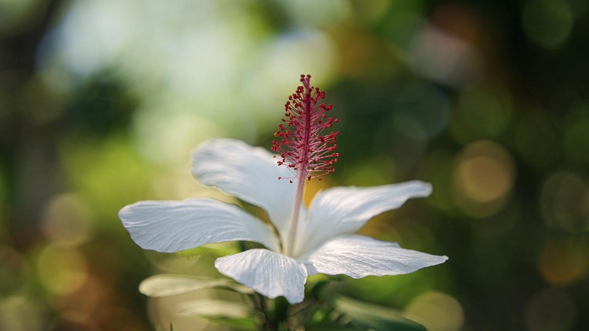 Eine weiße Hibiskusblüte mit roten Staubfäden, die zu einer Säule verwachsen sind.