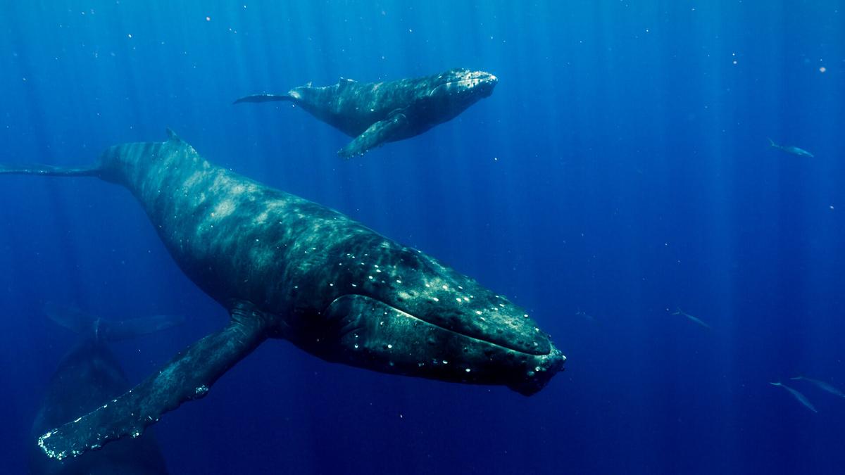 Ein Buckelwal-Weibchen mit ihrem Kalb im dunkelblauen Wasser.