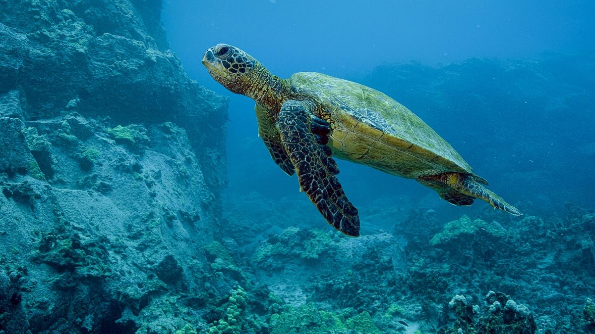 Eine Meeresschildkröte vor einem Felsen unter Wasser.