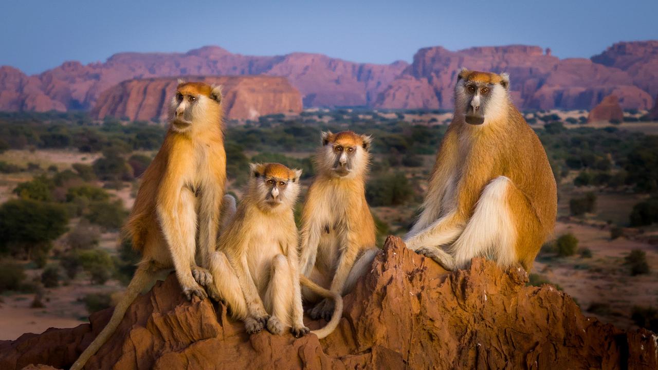 Vier Affen sitzen auf einem rötlichen Felsen, im Hintergrund befinden sich niedrige grüne Bäume und Büsche.