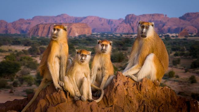 Vier Affen sitzen auf einem rötlichen Felsen, im Hintergrund befinden sich niedrige grüne Bäume und Büsche.