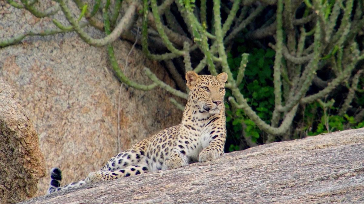 Ein Leopard liegt mit erhobenem Kopf auf einem glatten Felsen. 