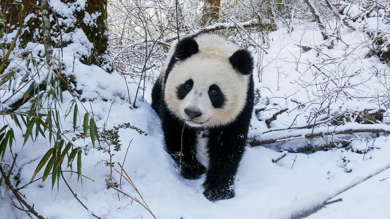© ORF/China Aviation Pictures/Panda Kingdom Photos Ein junger Panda im Schnee, einige Bambusblätter hängen noch an den Zweigen der Äste.