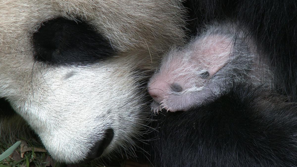 © ORF/China Aviation Pictures/Panda Kingdom Photos Ein winziges Panda-Baby schmiegt sich an die Schnauze der Mutter, die Augen sind geschlossen, die Haut rosa mit spärlichem Fell.