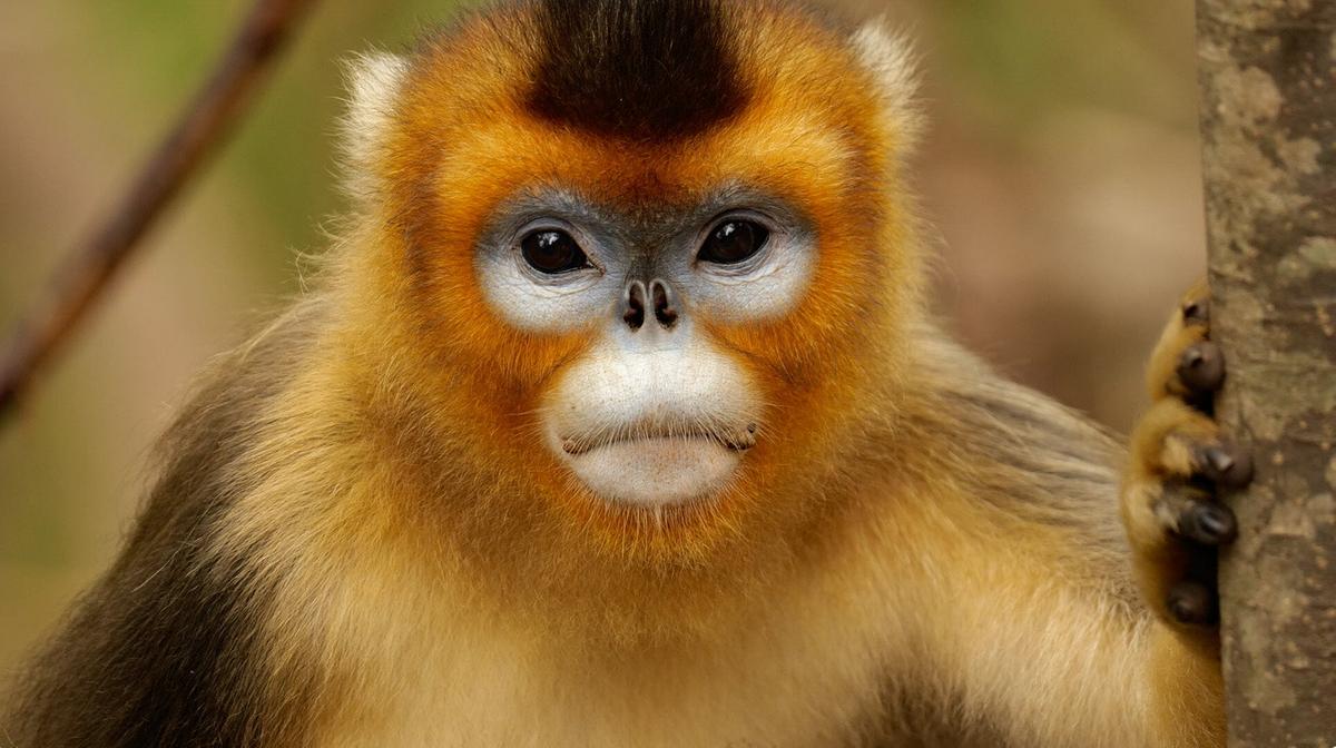 © ORF/China Aviation Pictures/Panda Kingdom Photos Ein junger Goldstumpfnasenaffe blickt direkt in die Kamera.