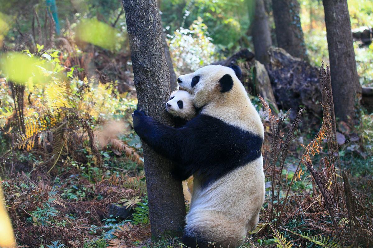 © ORF/China Aviation Pictures/Panda Kingdom Photos Ein Panda-Weibchen steht aufrecht an einem Baum, ihr Baby hält sie an den Stamm gestützt.