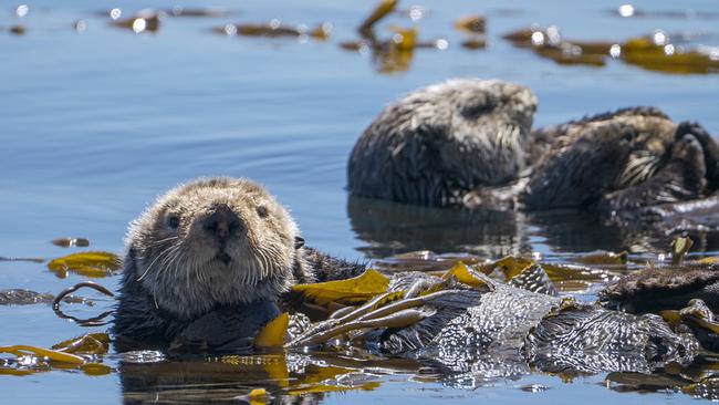 Zwei Seeotter liegen am Wasser zwischen Kelp-Blättern.