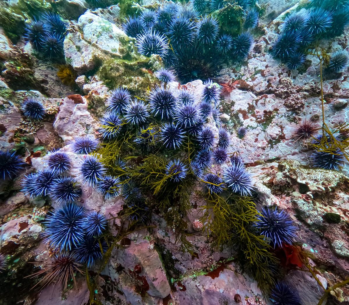 Gruppen von lila Seeigeln besiedeln Felsen am Meeresgrund.