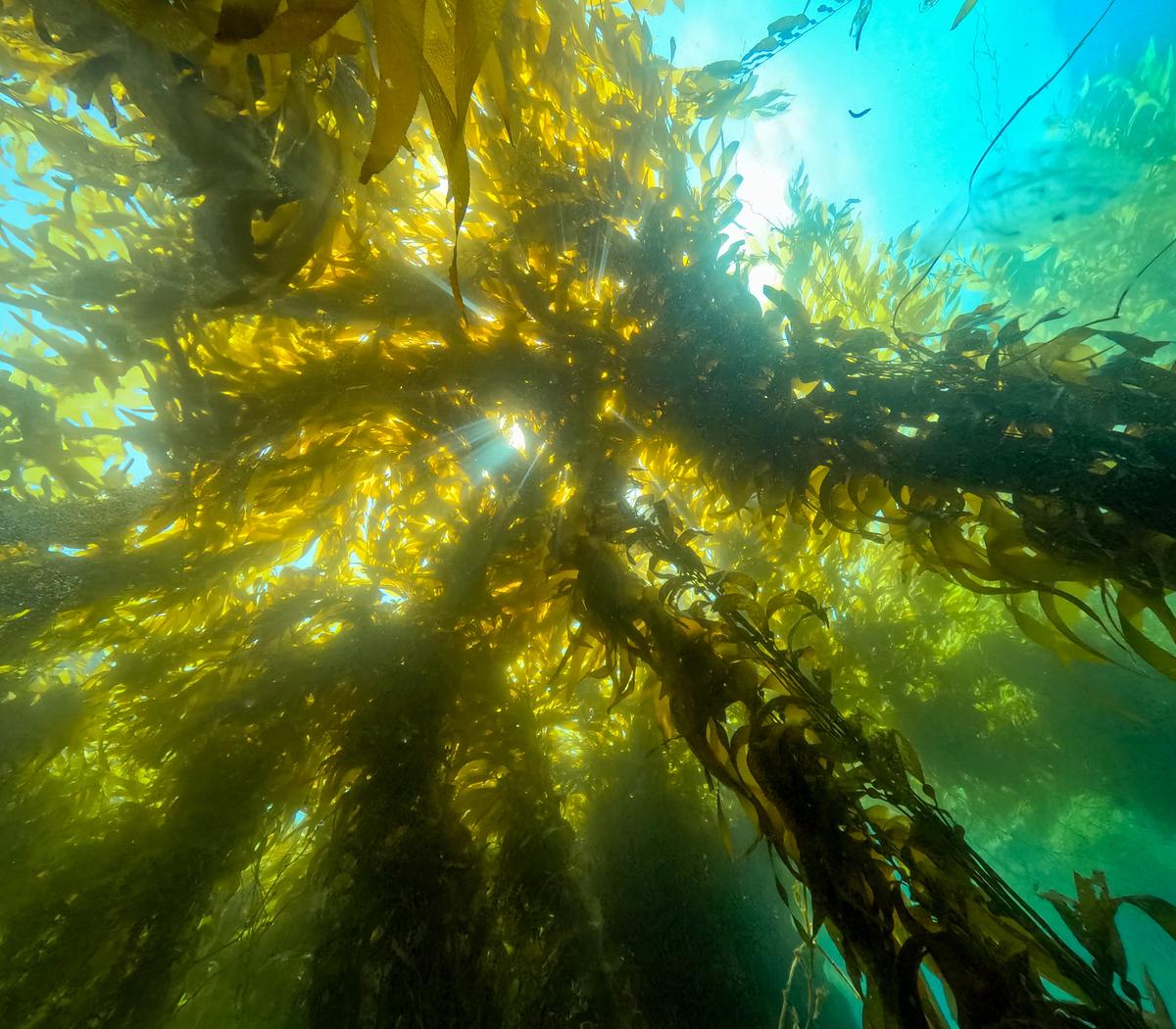 Ein dichter Unterwasserwald aus langen, braunen Algenbändern, die säulenförmig angeordnet sind und bis zur türkisen Wasseroberfläche reichen.