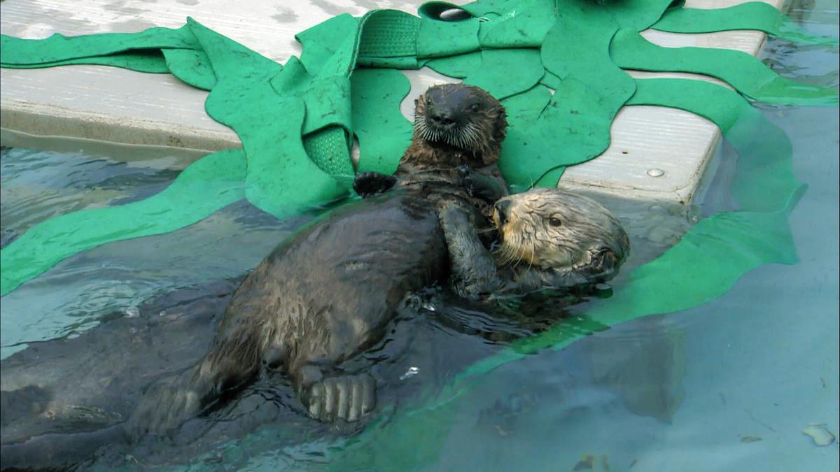 Ein Otterjunges liegt auf einem Weibchen, das auf dem Rücken im Wasser treibt. Künstlicher Kelp in grün befindet sich neben den beiden auf einer Plattform.