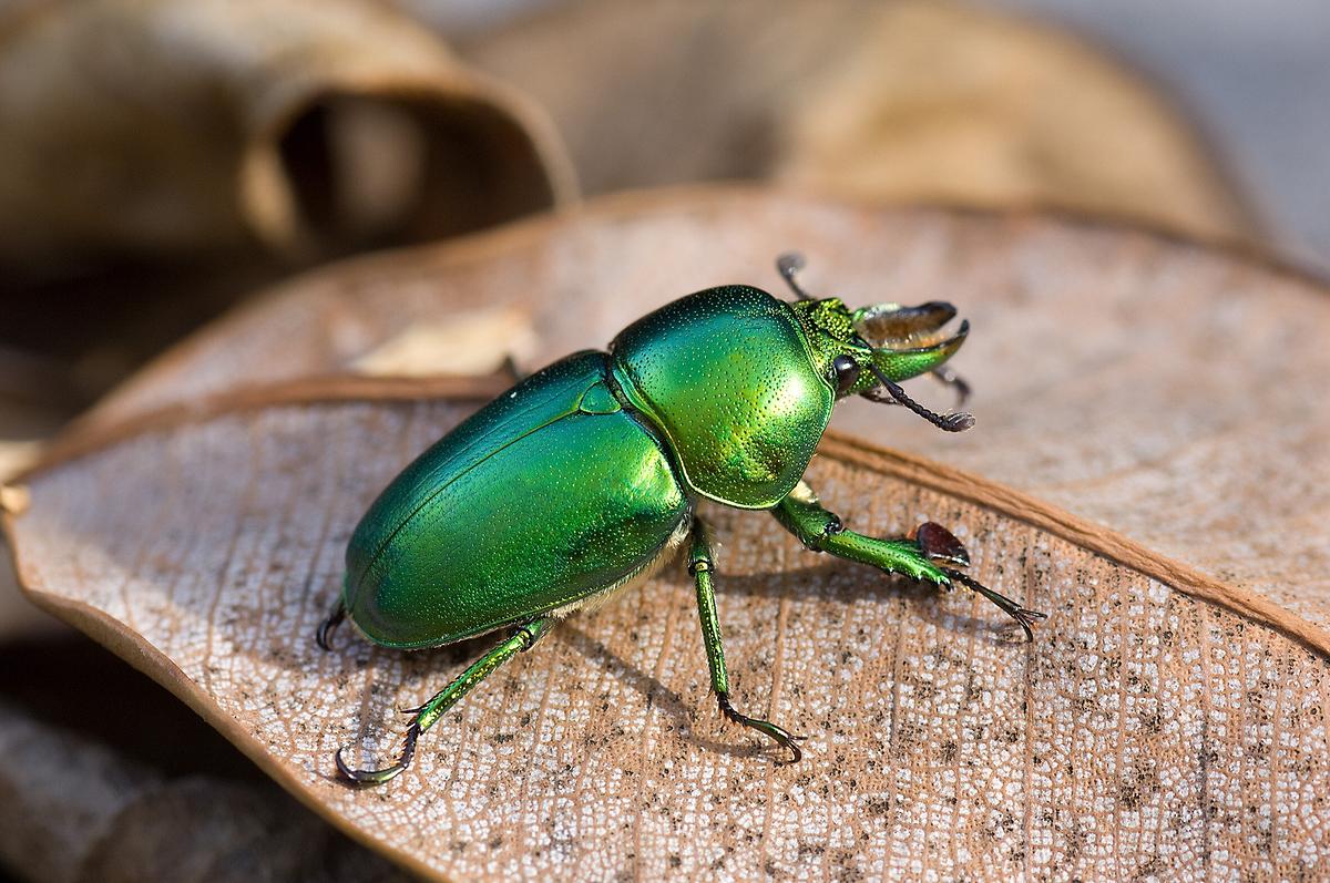 Ein metallisch grün glänzender Käfer auf einem trockenen Blatt.