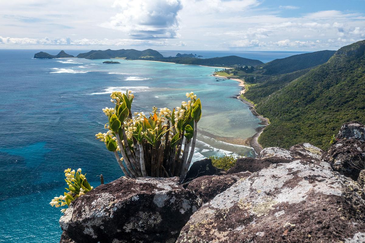 Orchideen wachsen auf einem Felsen hoch über dem Meer.
