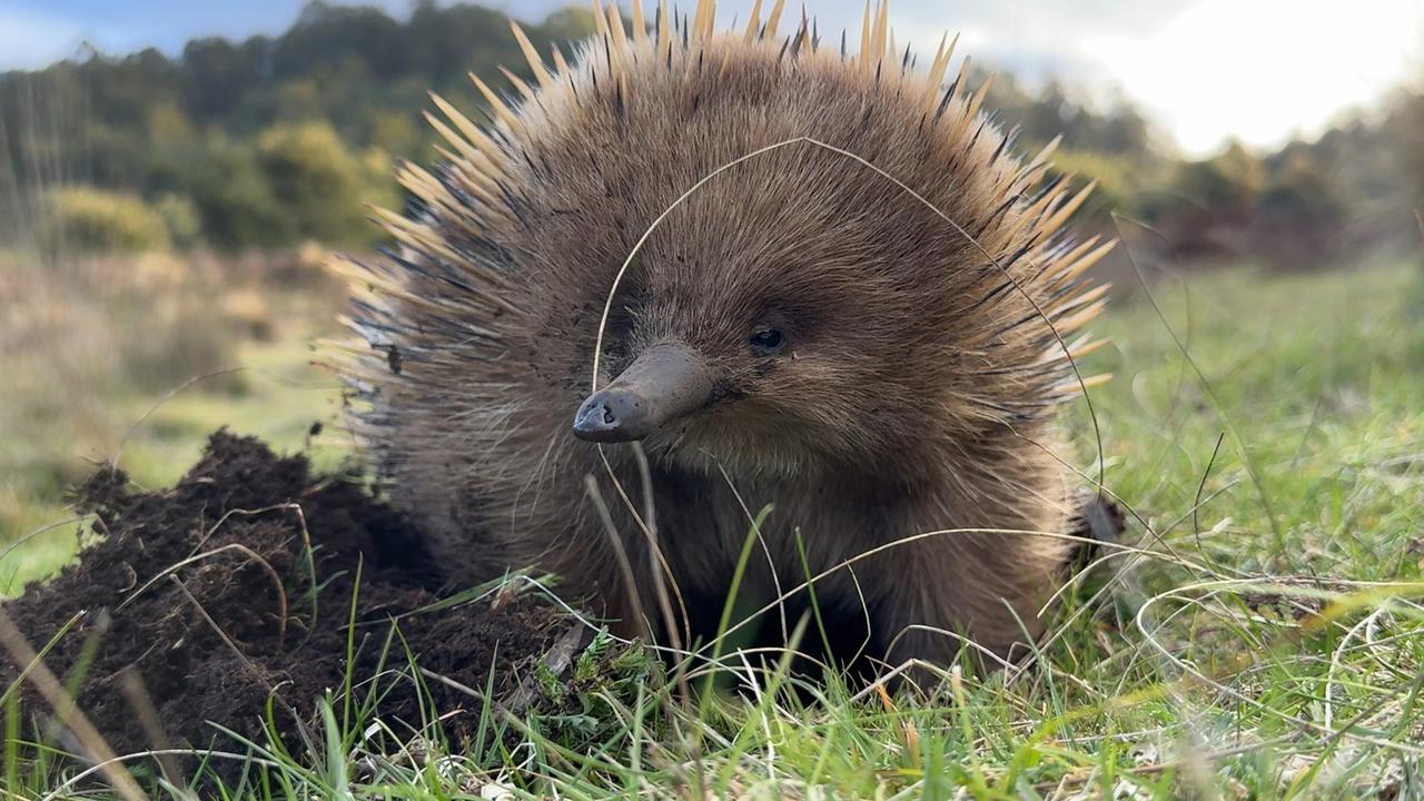 Ein Ameisenigel sitzt seben einem kleinen Erdhaufen im Gras.