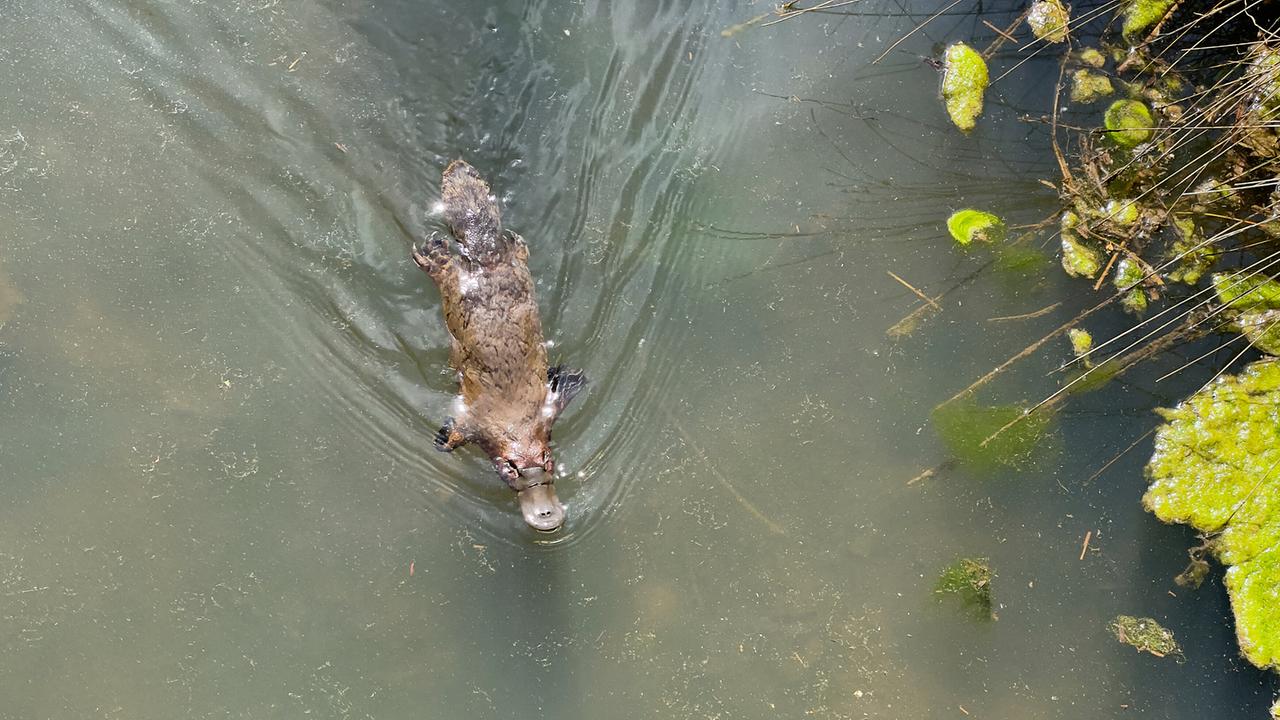 Ein Schnabeltier von oben im Wasser, es treibt auf der Oberfläche.