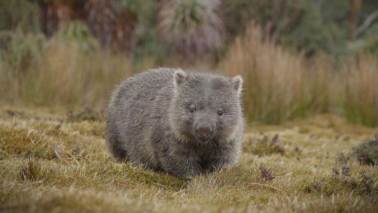 Ein Wombat auf kurzem, braunem Gras. Das Tier ist rundlich, die Beinansätze sind kaum zu erkennen.