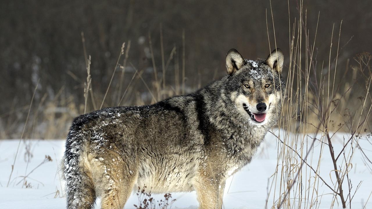 © ORF/EPO-Film/Klaus Feichtenberger Ein Wolf steht zwischen trockenen Gräsern bis zu den Kniegelenken im Schnee.