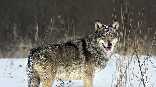 Ein Wolf steht zwischen trockenen Gräsern bis zu den Kniegelenken im Schnee.