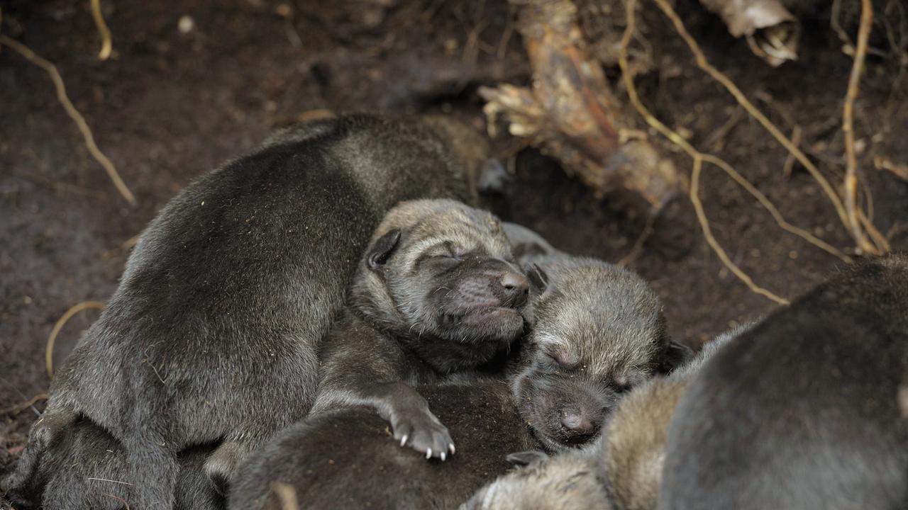 © ORF/EPO-Film/Klaus Feichtenberger Ein Knäuel winziger Wolfsjungen in einer Erdhöhle.