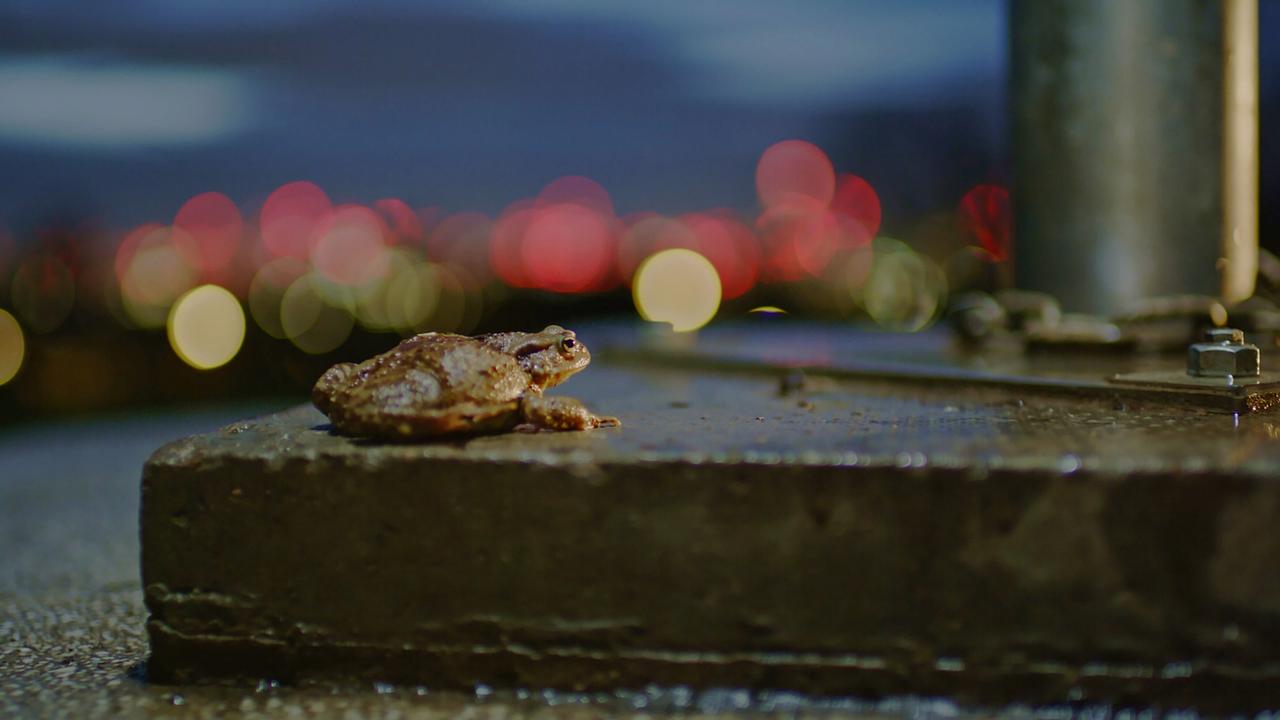 © ORF/BBC/Passion Planet Ltd/John Brown Eine Kröte auf einem nassen Sockel, im Hintergrund rote und gelbe Lichtkreise, die durch Überbelichtung entstanden sind.