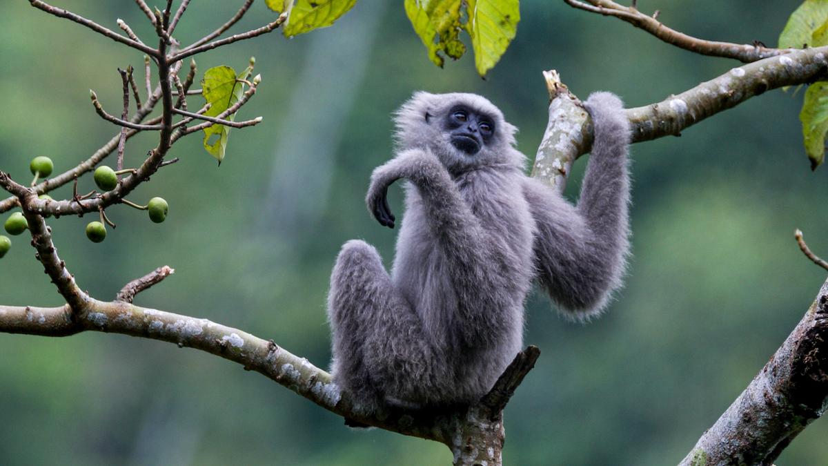 Ein grauer Gibbon sitzt auf dem Ast  eines Feigenbaums.