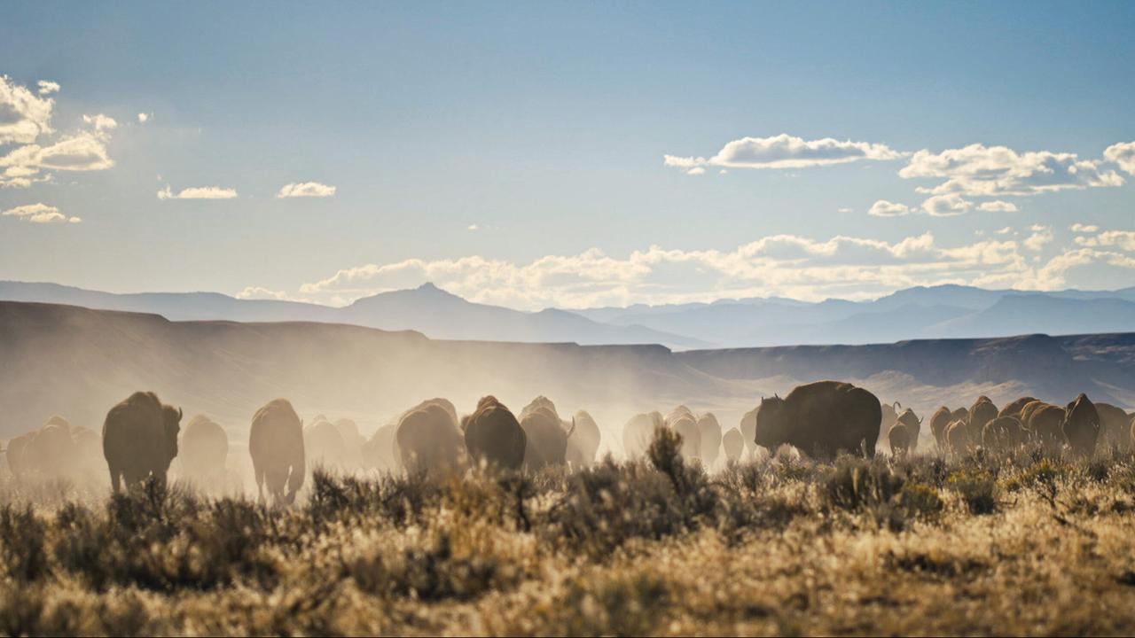 Eine Herde Bisons auf einer Grasebene, am Horizont liegen Berge.